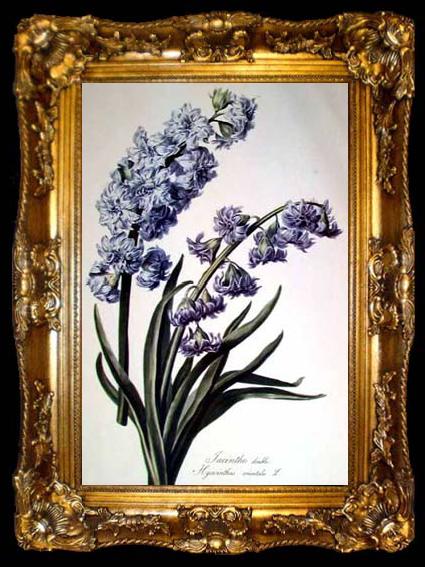 framed  Cornelis van Spaendonck Prints Hyacinth, ta009-2